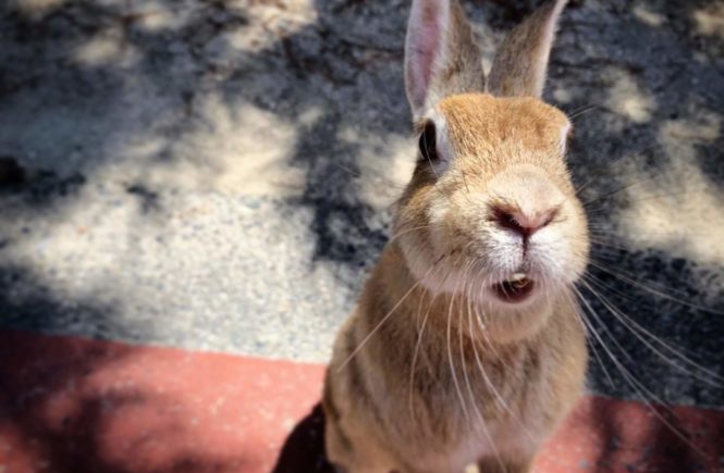 Okunoshima - Rabbit Island in Japan